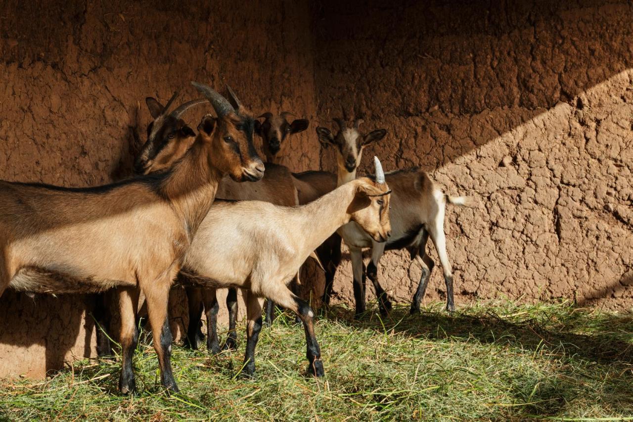 Terra Ababila Villa Marrakesh Bagian luar foto